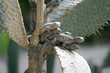 Lizards