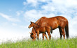 Image : mare and foal in a field - realistic photomontage