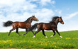Photos : two stallions trot - realistic photomontage