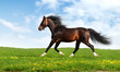 Image : arabian horse trots - realistic photomontage