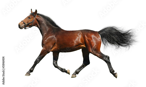 Photo: hanoverian stallion trots - isolated on white hanoverian stallion trots - isolated on white