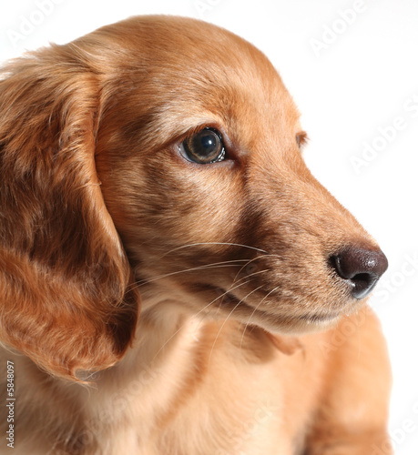 Adorable long hair dachshund puppy