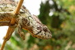 cameleon, madagascar