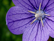 Garden flower in the summer. Garden flower in the summer.