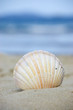 Summer and vacation concept. Seashell at the beach.