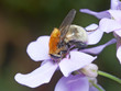 Small bumblebee on a violet flower