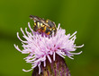 Small bumblebee on a violet flower