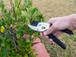 Pruning in the Garden