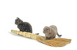 Two varicolored kitties sit beside besom
