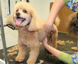 Photographie : Dog Care