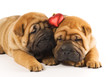 Quadro Two sharpei puppies in love