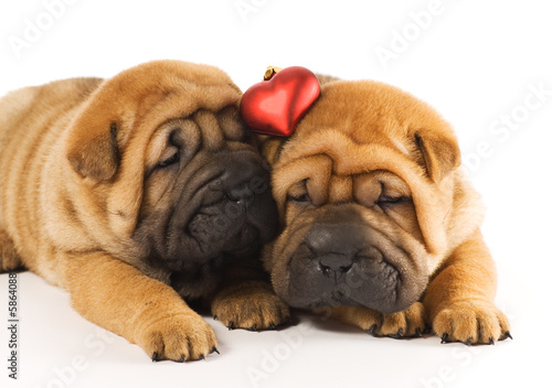 Two sharpei puppies in love Two sharpei puppies in love