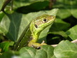 lezard vert