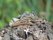 lezard