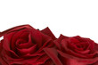 Beautiful bouquet of dark red roses on white