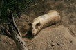 cochon dans sa porcherie 1