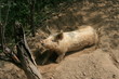 cochon dans sa porcherie 2