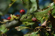 lezard