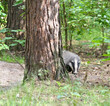 Badger ( Meles meles ). Russia, Voronezh preserve Badger ( Meles meles ). Russia, Voronezh preserve