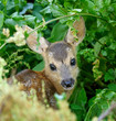 Chevrotain of roedeer under cover Chevrotain of roedeer under cover