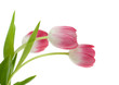 colorful tulips