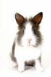 lapin nain 1