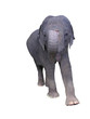 danse de l'éléphant