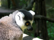 ring tailed lemur Portriat