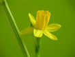 Close-up of several yellow daffodils Close-up of several yellow daffodils