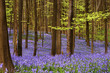 Millions of wild hyacinth flowers in the Hallerbos woods 