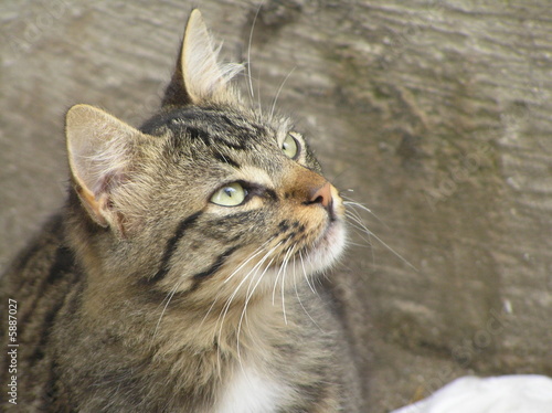 Foto: denkende Katze denkende Katze