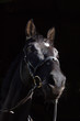 cheval noir