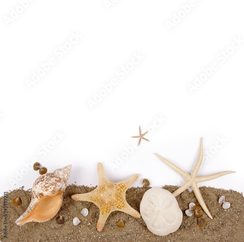 beach sand background. Beach sand with sea shell and