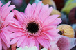Day Daisys