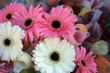 Day Daisys