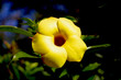 Black Eyed Susan Flower