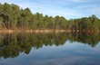 foret de pin et lac