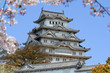 Sakura blossom at Himeji castle