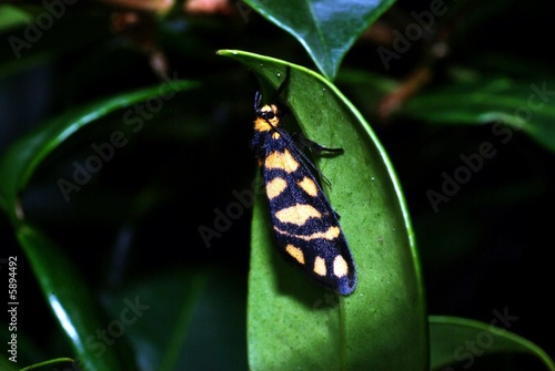 Photo: moth macro 31 moth macro 31