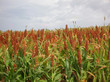 Campo di sorgo
