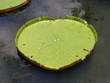 Nénuphar
