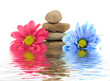 therapy stones with flowers isolated