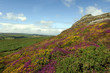 View of Haytor rocks Dartmoor covered in heather