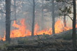 Forest Fire Flames