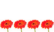 4 Gerbera Blüten
