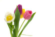 isolated tulips