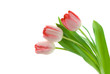 isolated tulips