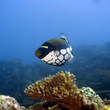 Tropical fish  Clown Triggerfish (Balistoides conspisillum). 