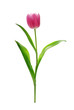Tulpe