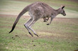 Kangaroo on the move on Angelsea Golf Course